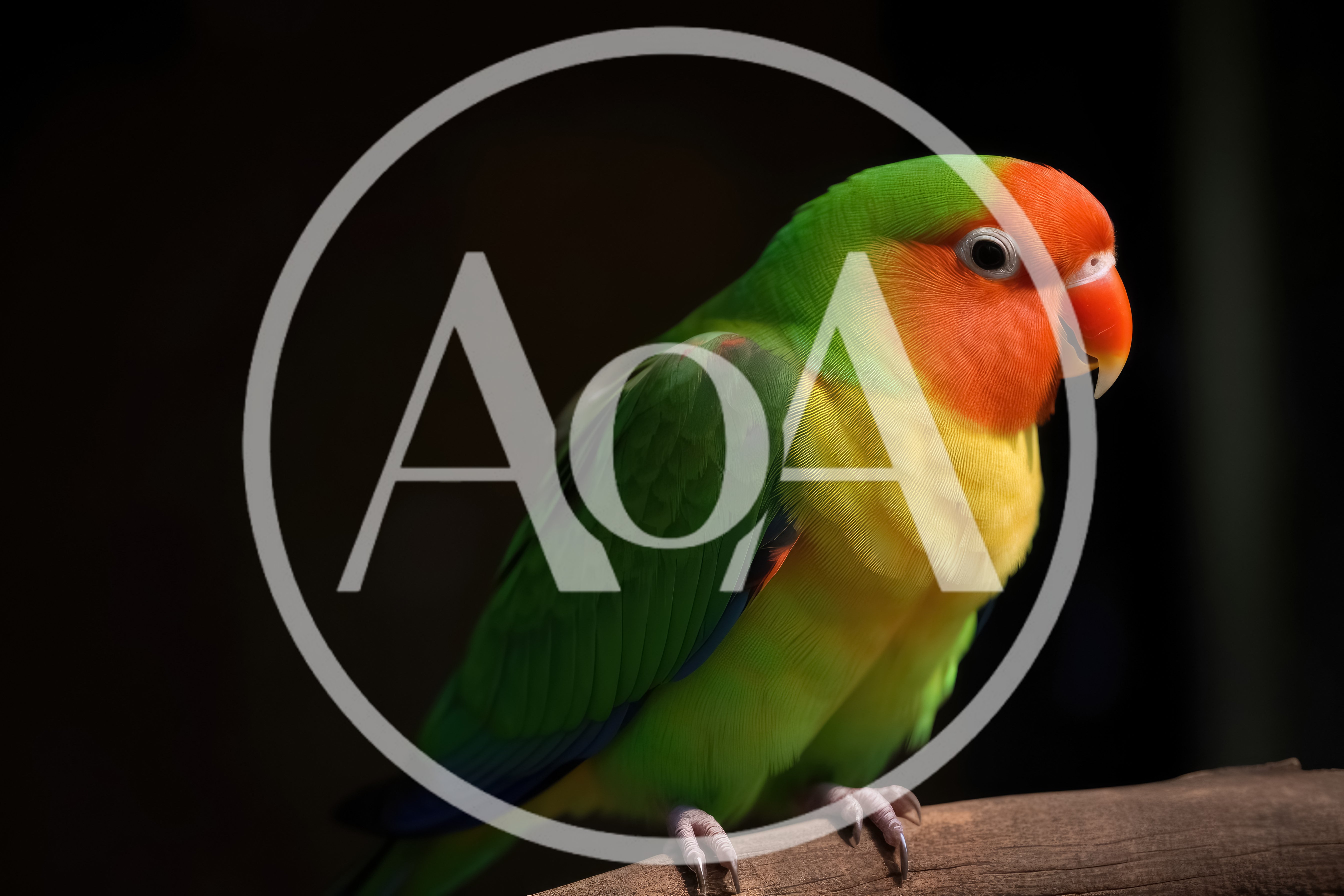 Fischer's Lovebird Perched On A Wooden Branch