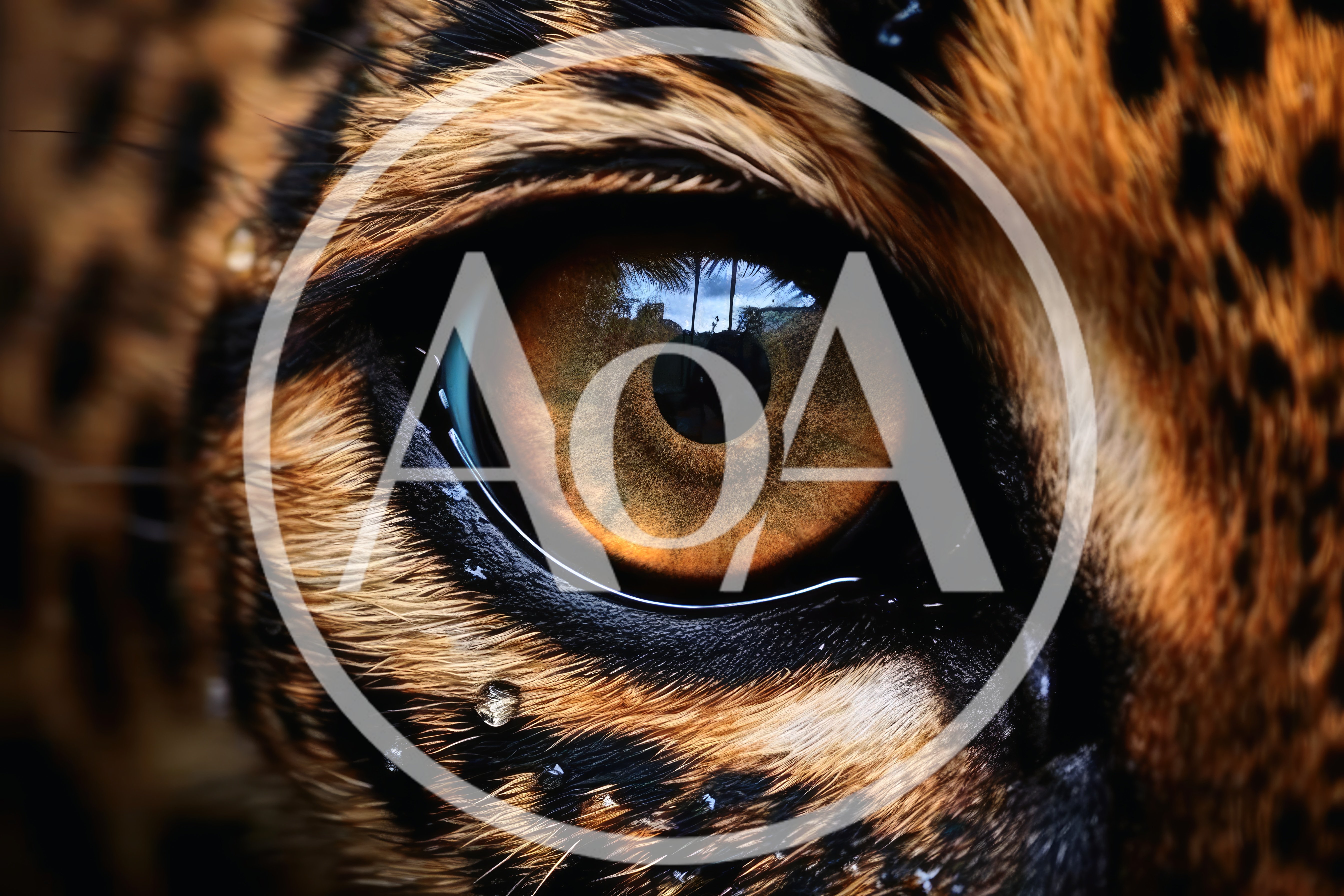 Extreme Close Up Of A Leopard Eye