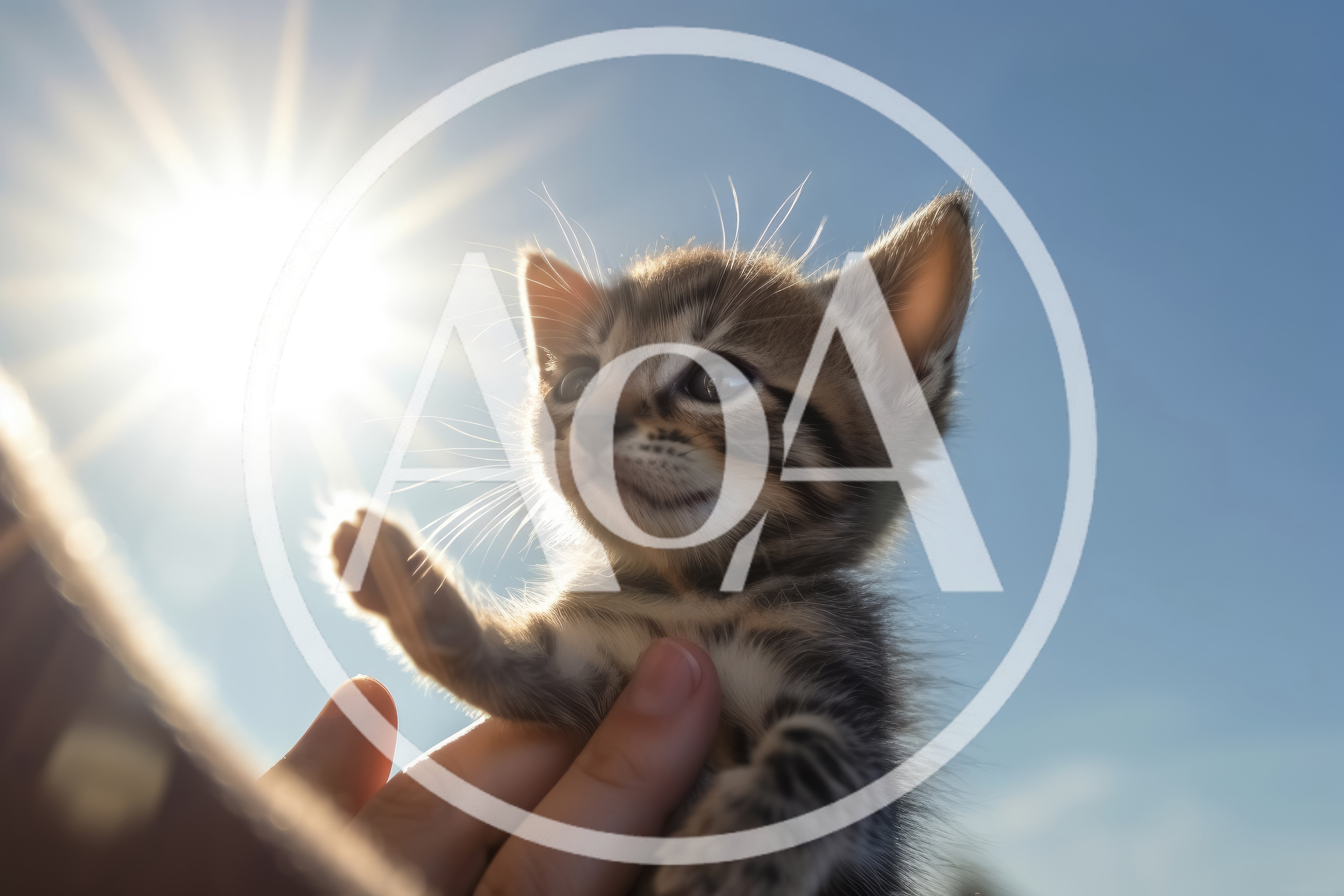 Tiny Tabby Kitten Held Up Against Bright Sunny Sky