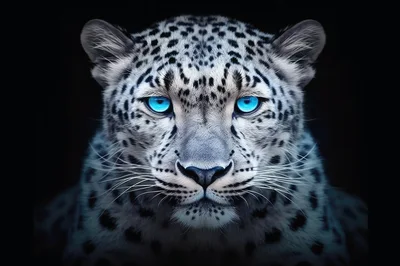 Portrait Of A Majestic Snow Leopard With Glowing Blue Eyes