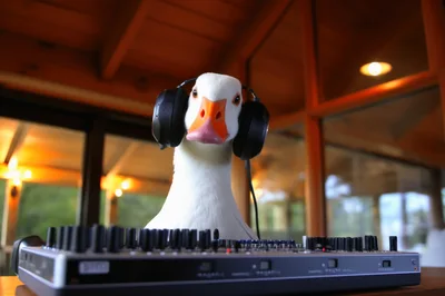 Funny Duck Wearing Headphones DJing On Audio Mixer