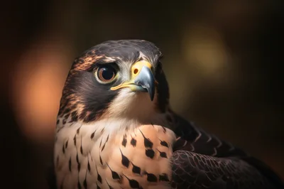 Close Up Portrait Of A Peregrine Falcon