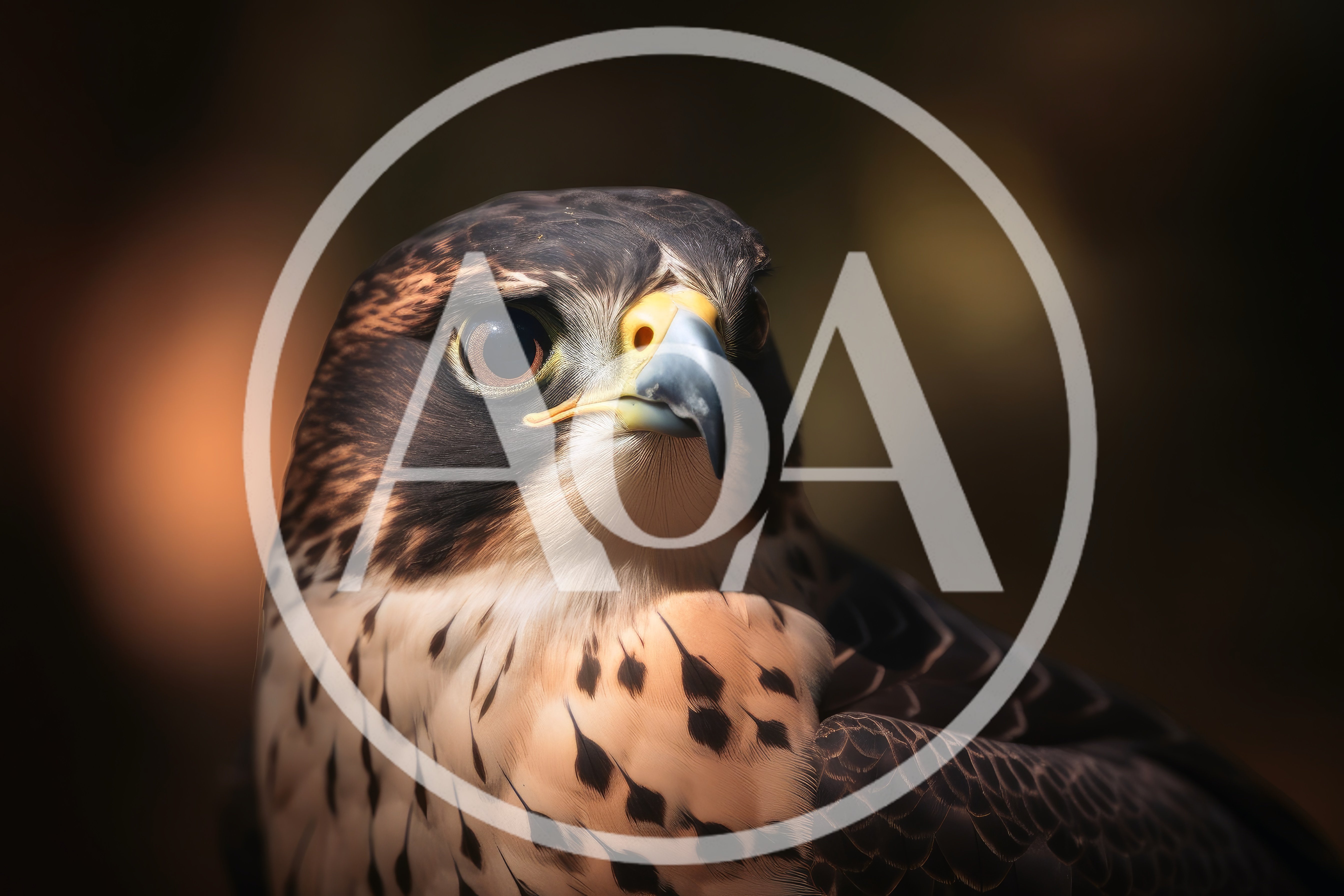 Close Up Portrait Of A Peregrine Falcon