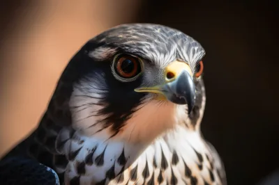 Close Up Portrait Of A Peregrine Falcon