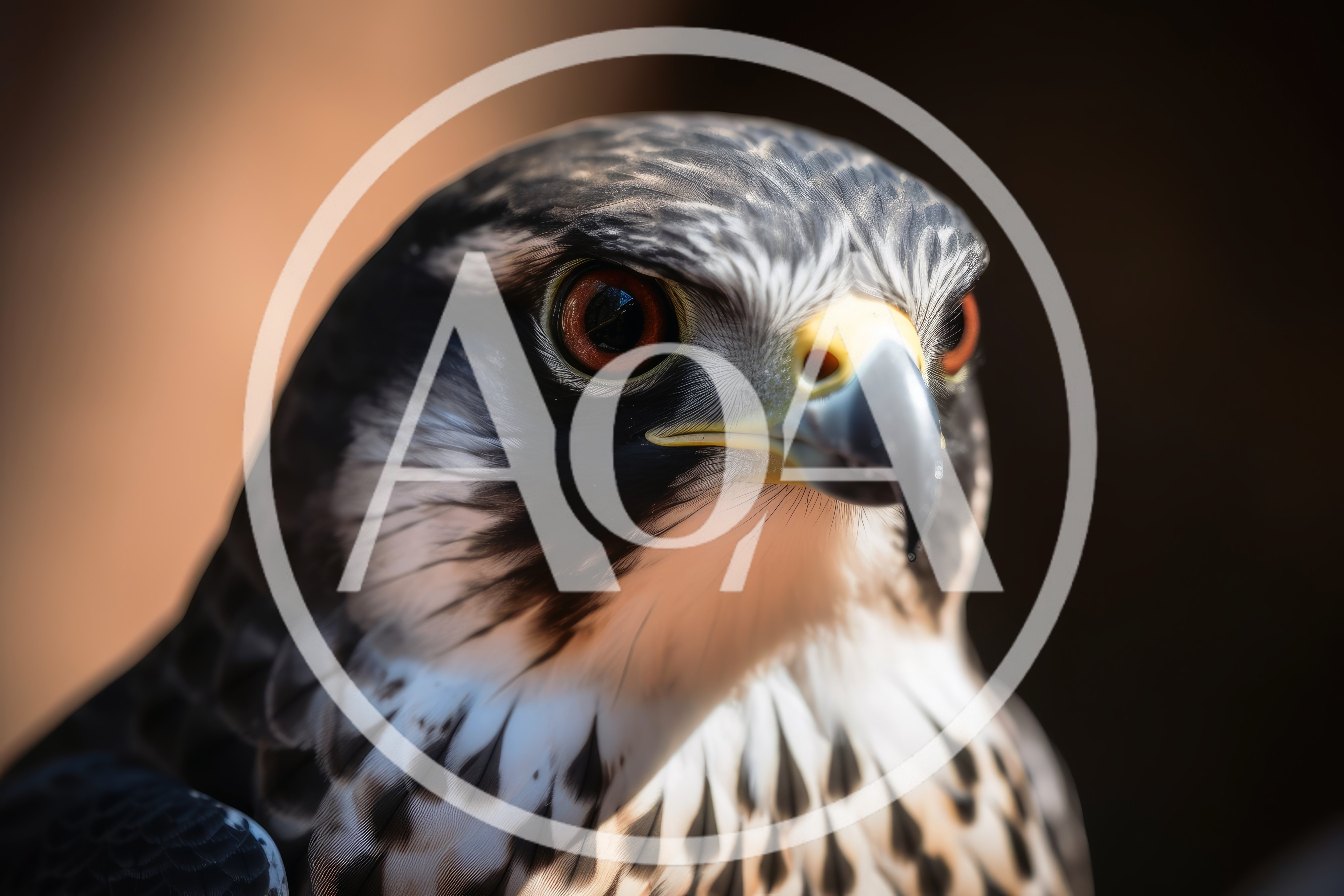 Close Up Portrait Of A Peregrine Falcon