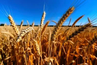 Golden Wheat Stalks Swaying In A Sunny Field