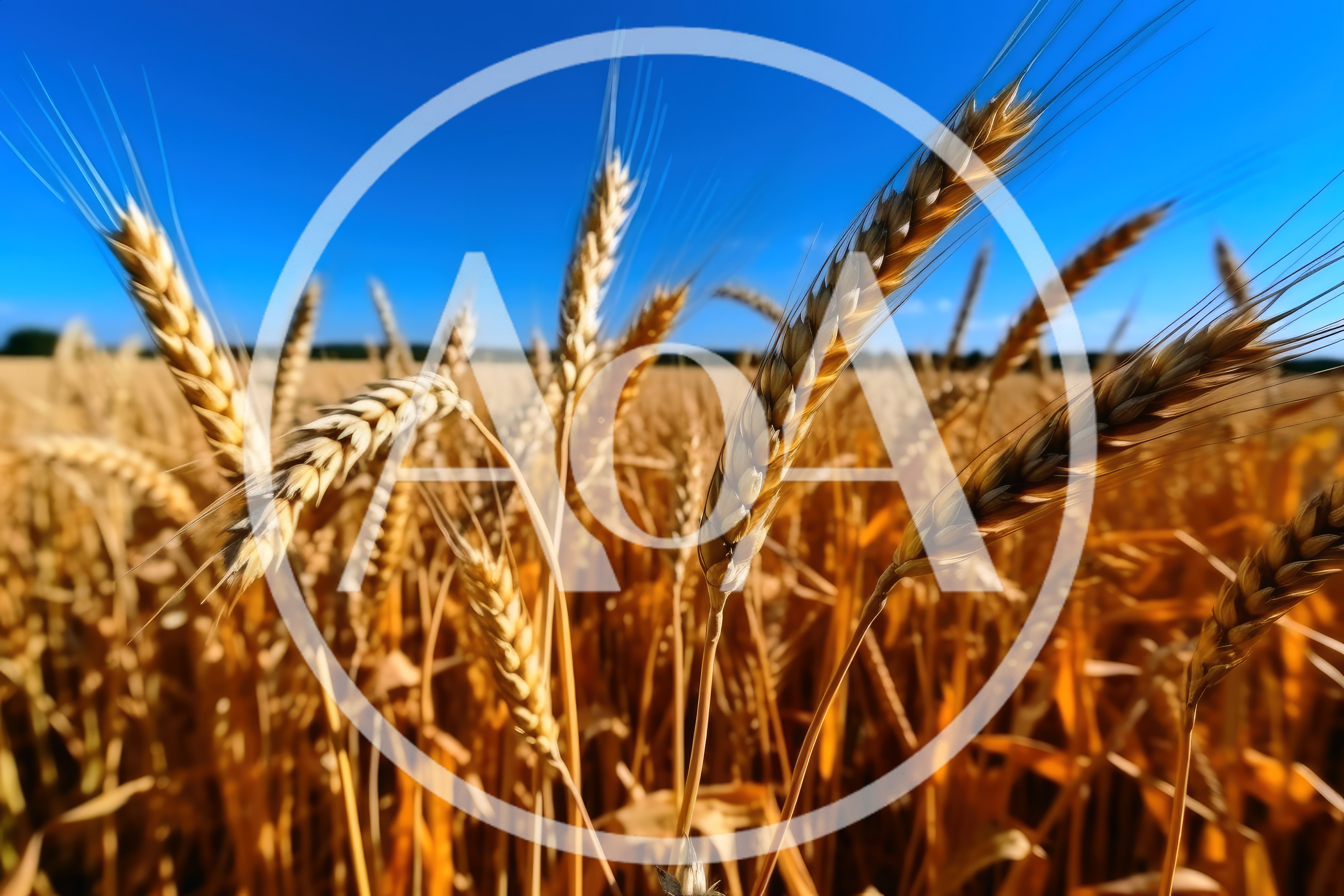 Golden Wheat Stalks Swaying In A Sunny Field