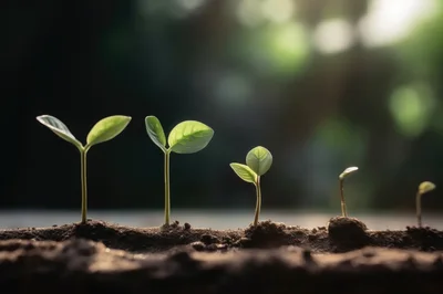 Five Seedlings Growing In A Row In Soil