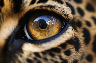 Extreme Close Up Of A Leopard Eye