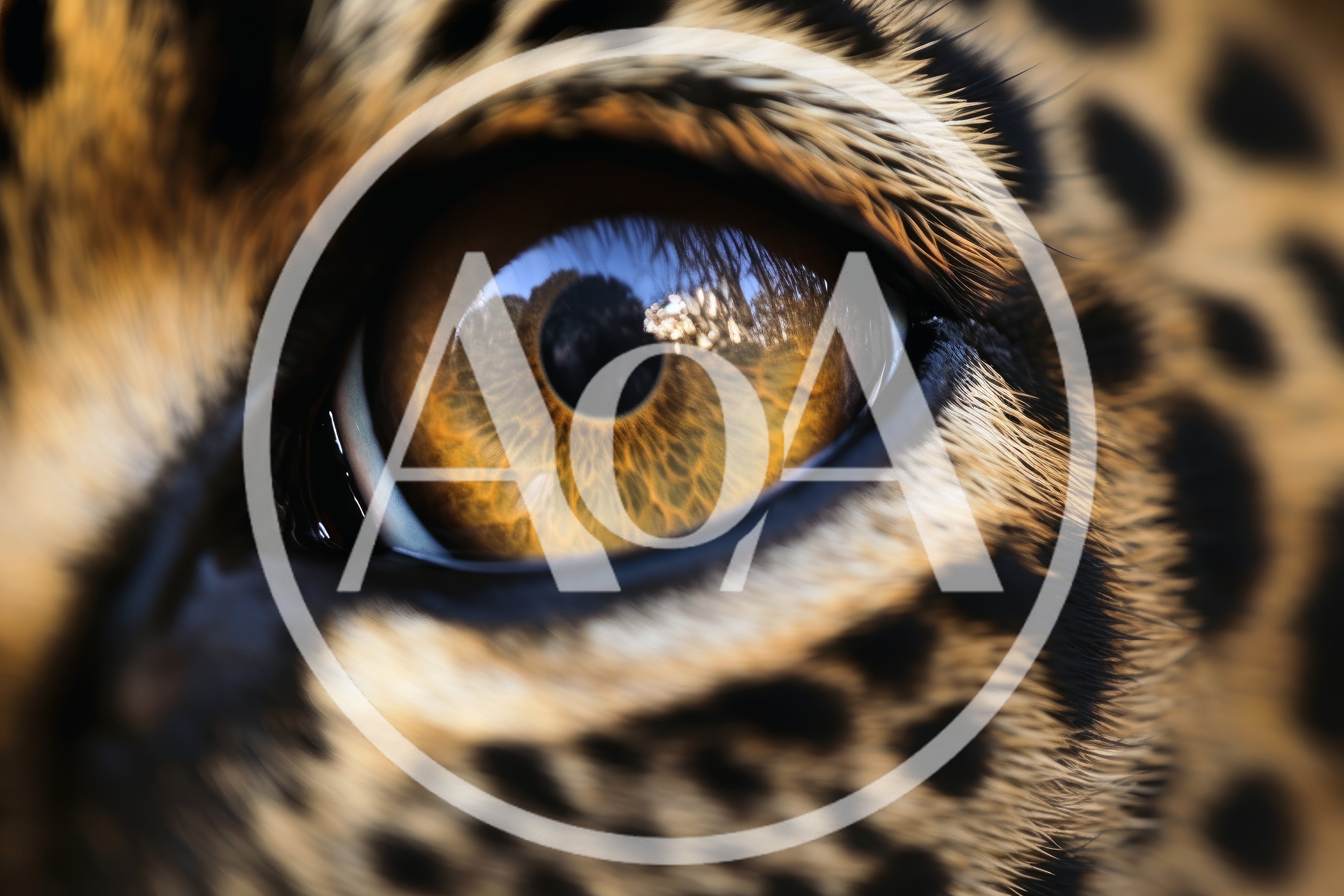 Extreme Close Up Of A Leopard Eye