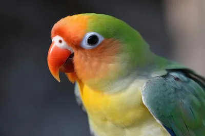 Close Up Portrait Of A Fischer's Lovebird