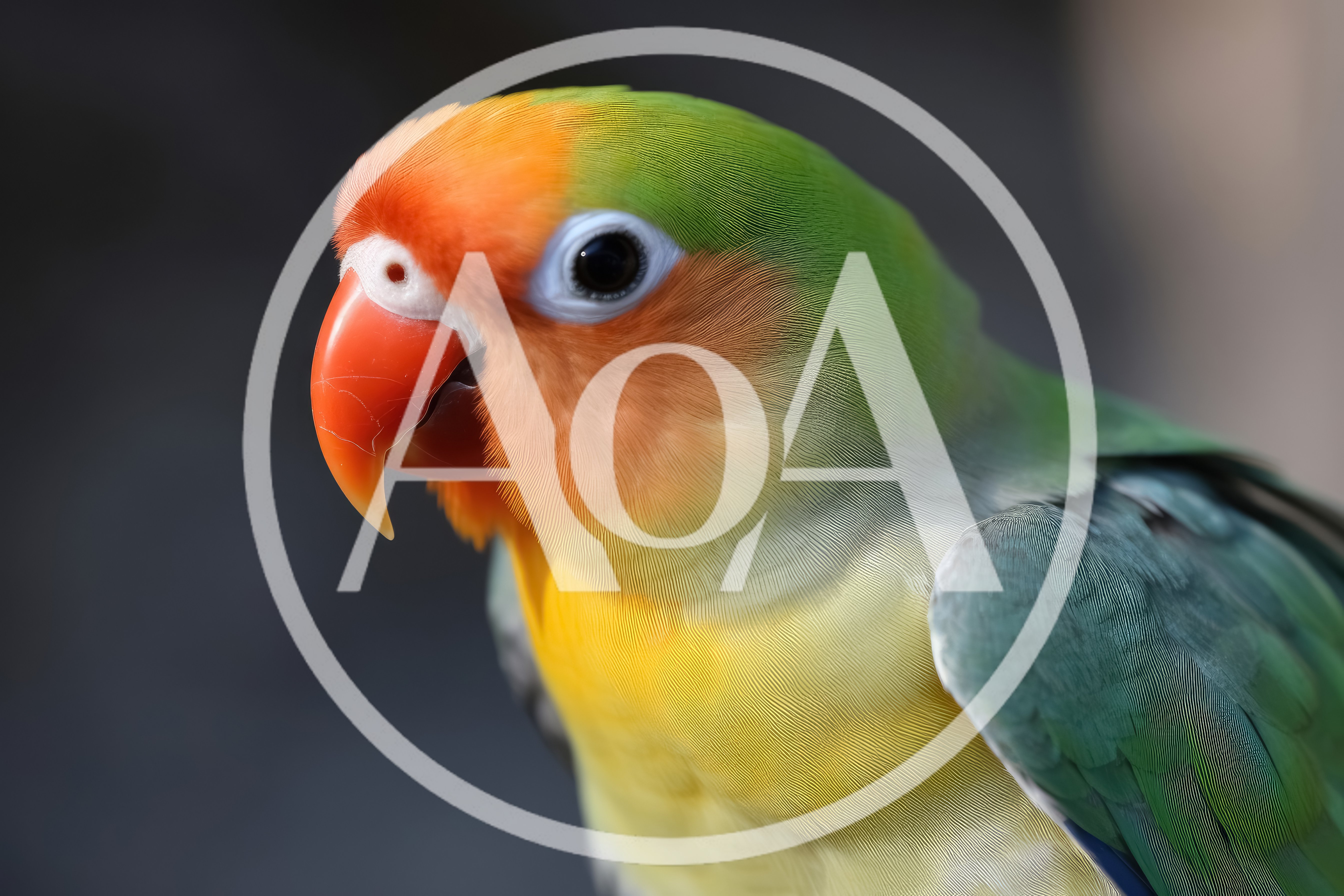 Close Up Portrait Of A Fischer's Lovebird