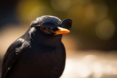 Cool Black Bird Wearing Sunglasses