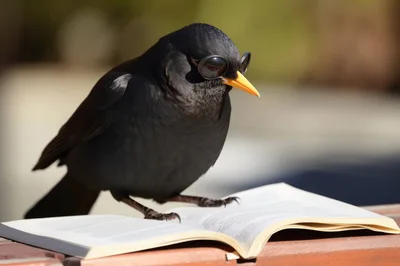 Black Bird Wearing Sunglasses Reading An Open Book
