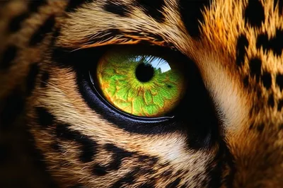 Extreme Close Up Of A Leopard Eye