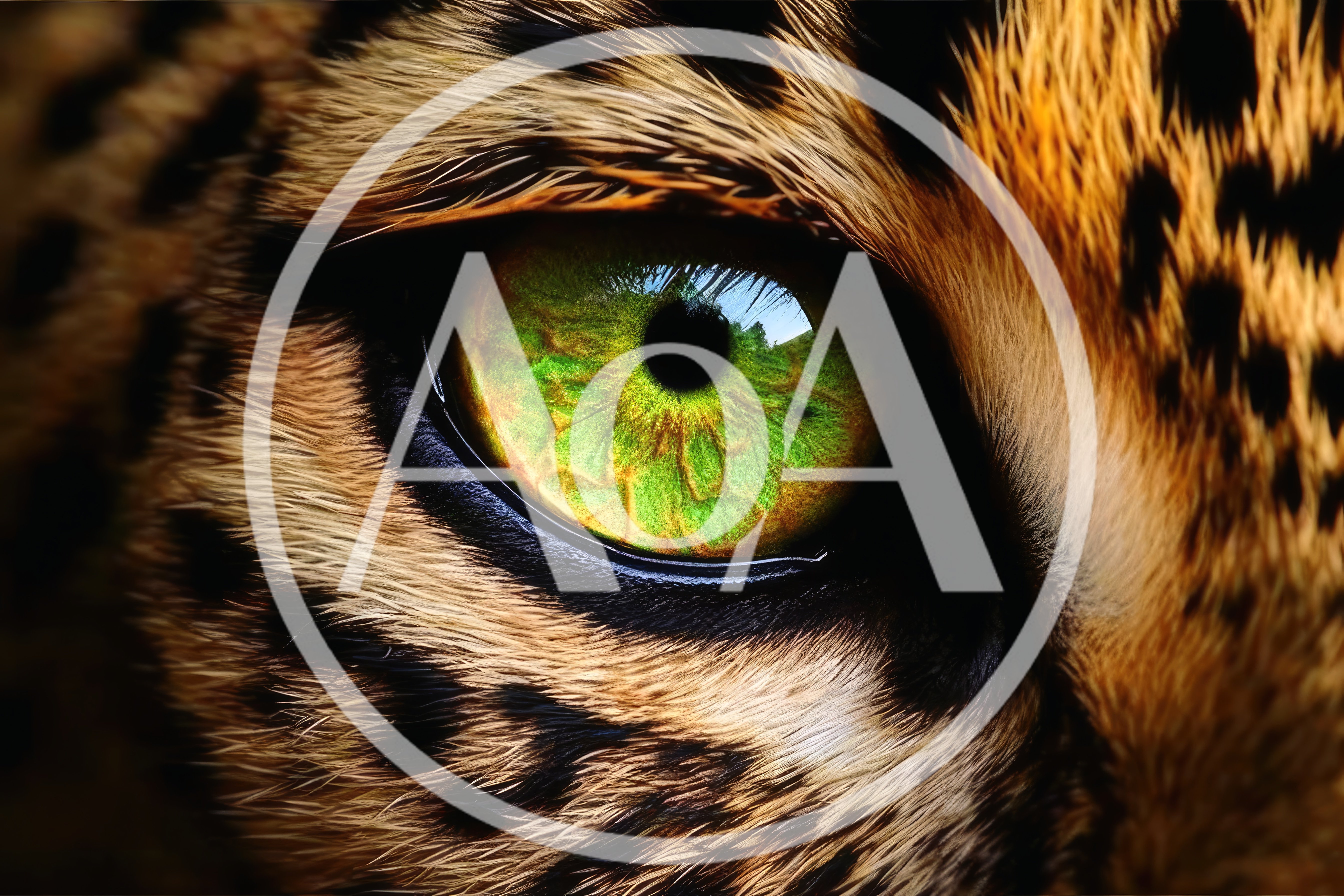 Extreme Close Up Of A Leopard Eye