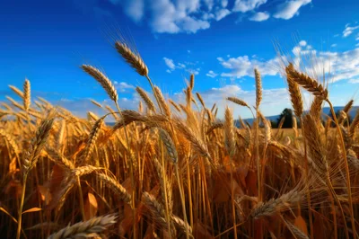 Golden Wheat Field Under A Bright Blue Sky