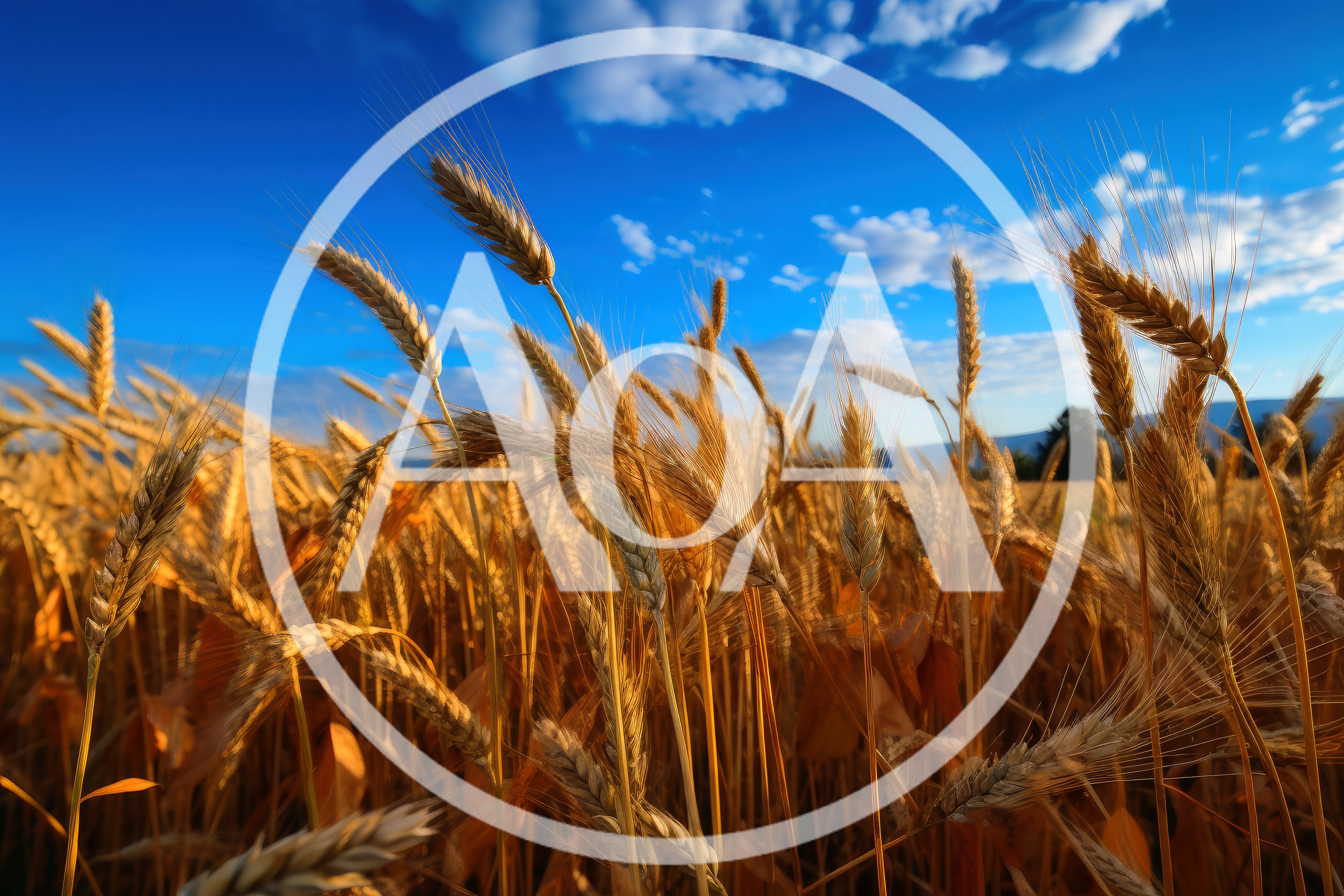 Golden Wheat Field Under A Bright Blue Sky
