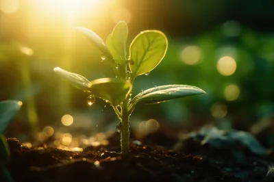 Small Green Sprout Growing In Fertile Soil