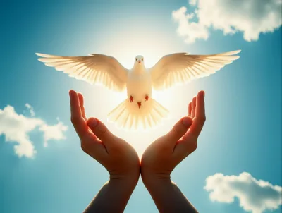 White Dove Flying Above Cupped Human Hands