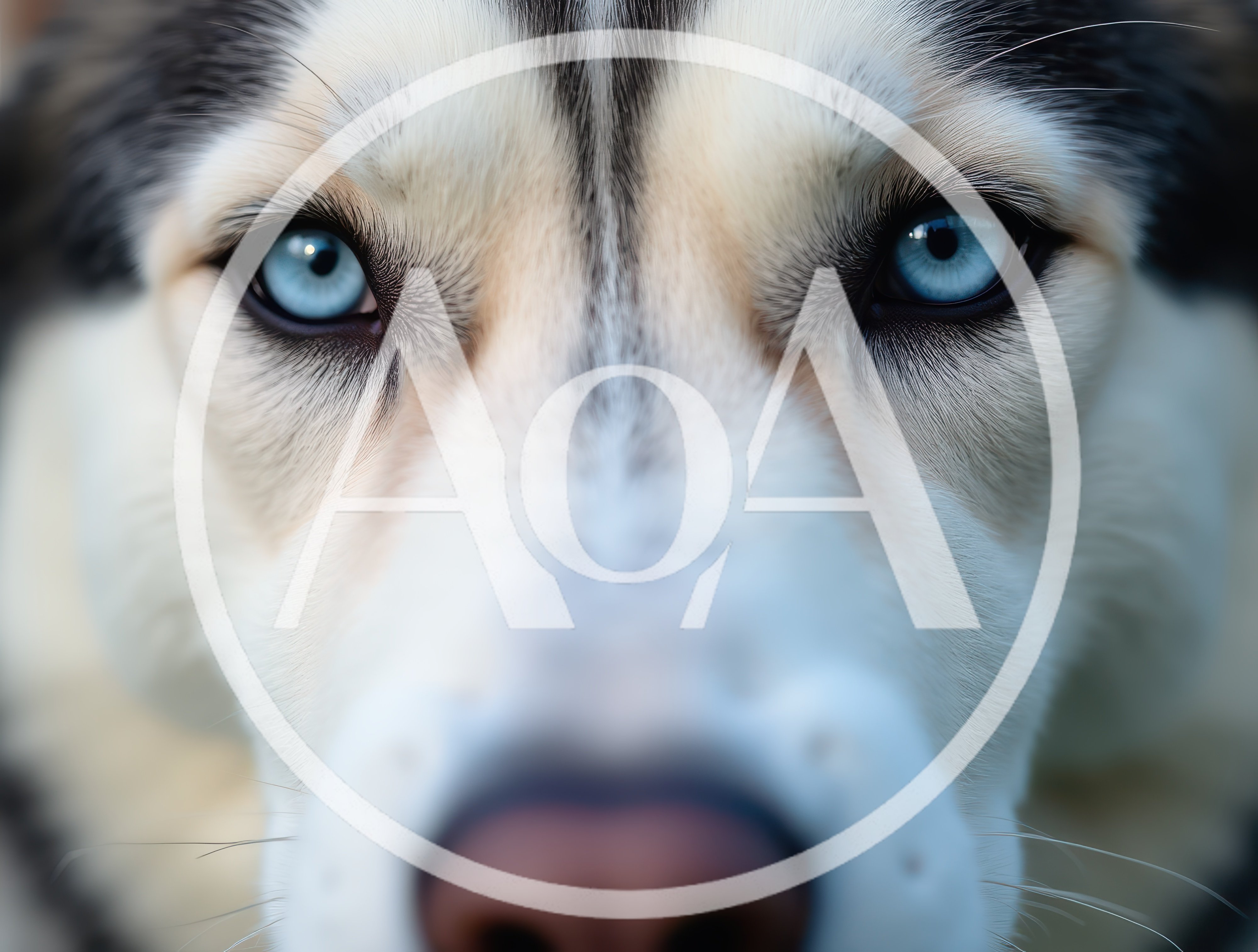 Close Up Portrait Of A Siberian Husky