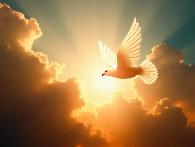 White Dove Flying Against A Golden Sunset Sky