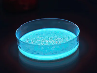 Bioluminescent Bacteria Growing In A Laboratory Petri Dish