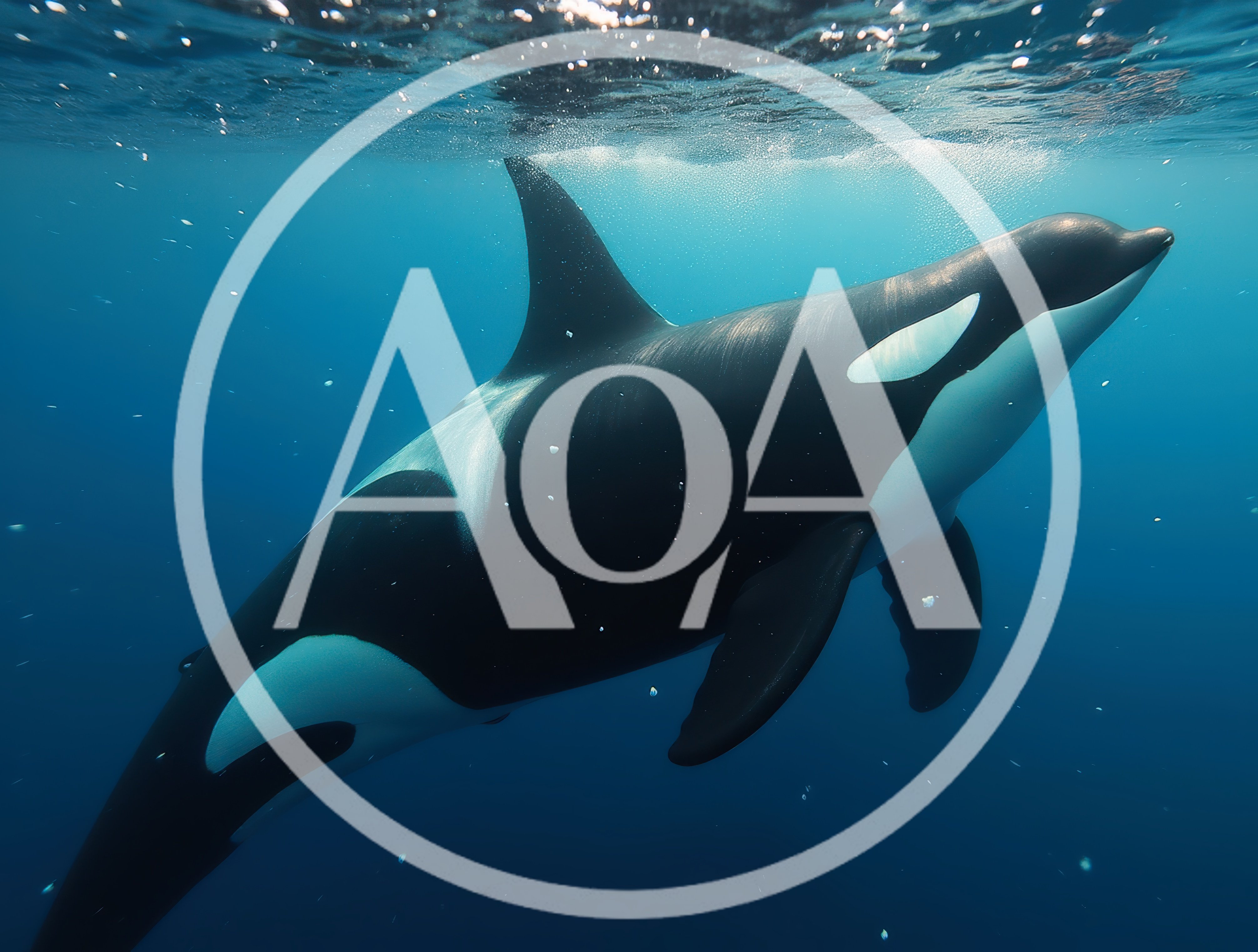 Majestic Orca Swimming Near The Ocean Surface