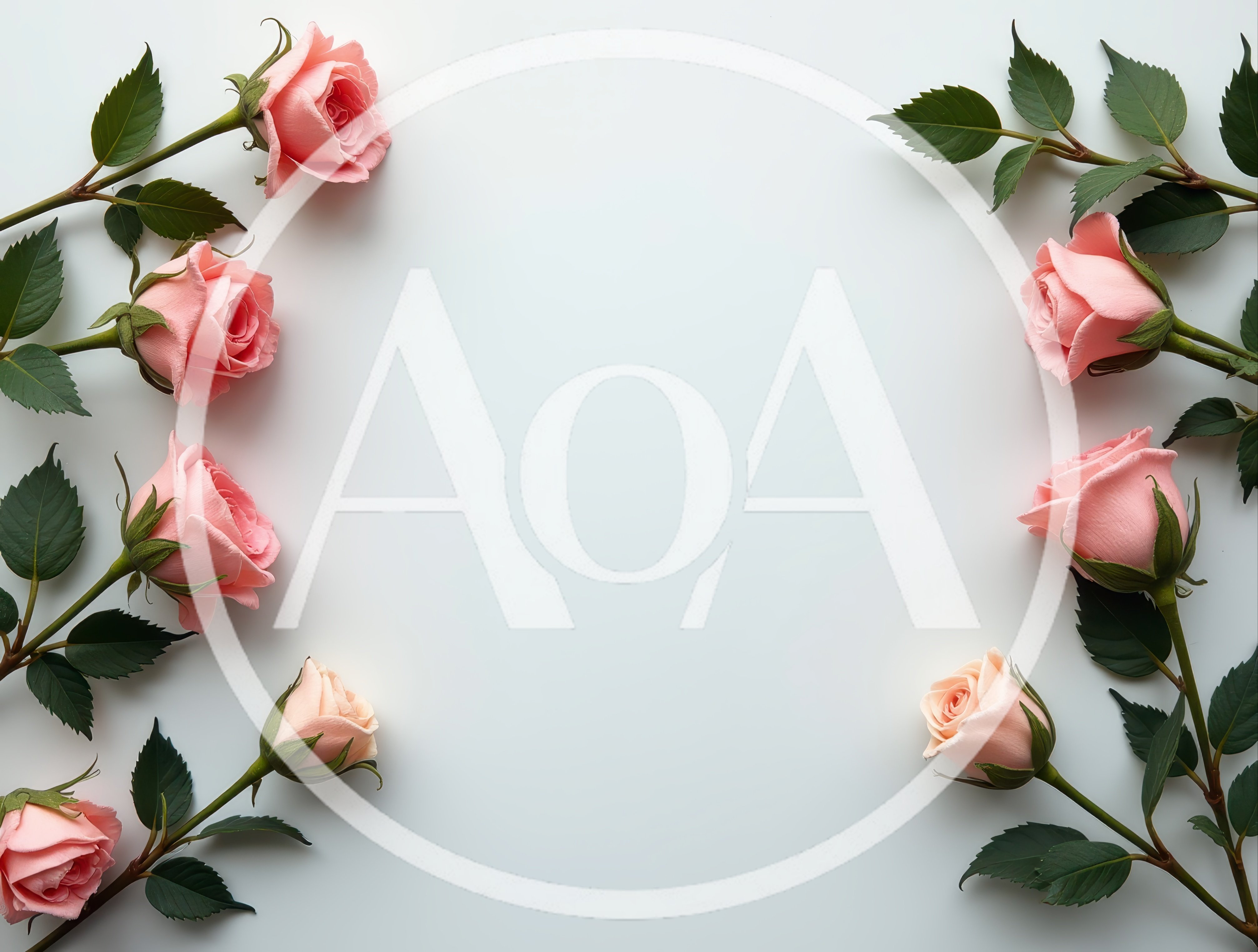 Pink Roses Arranged on a White Background