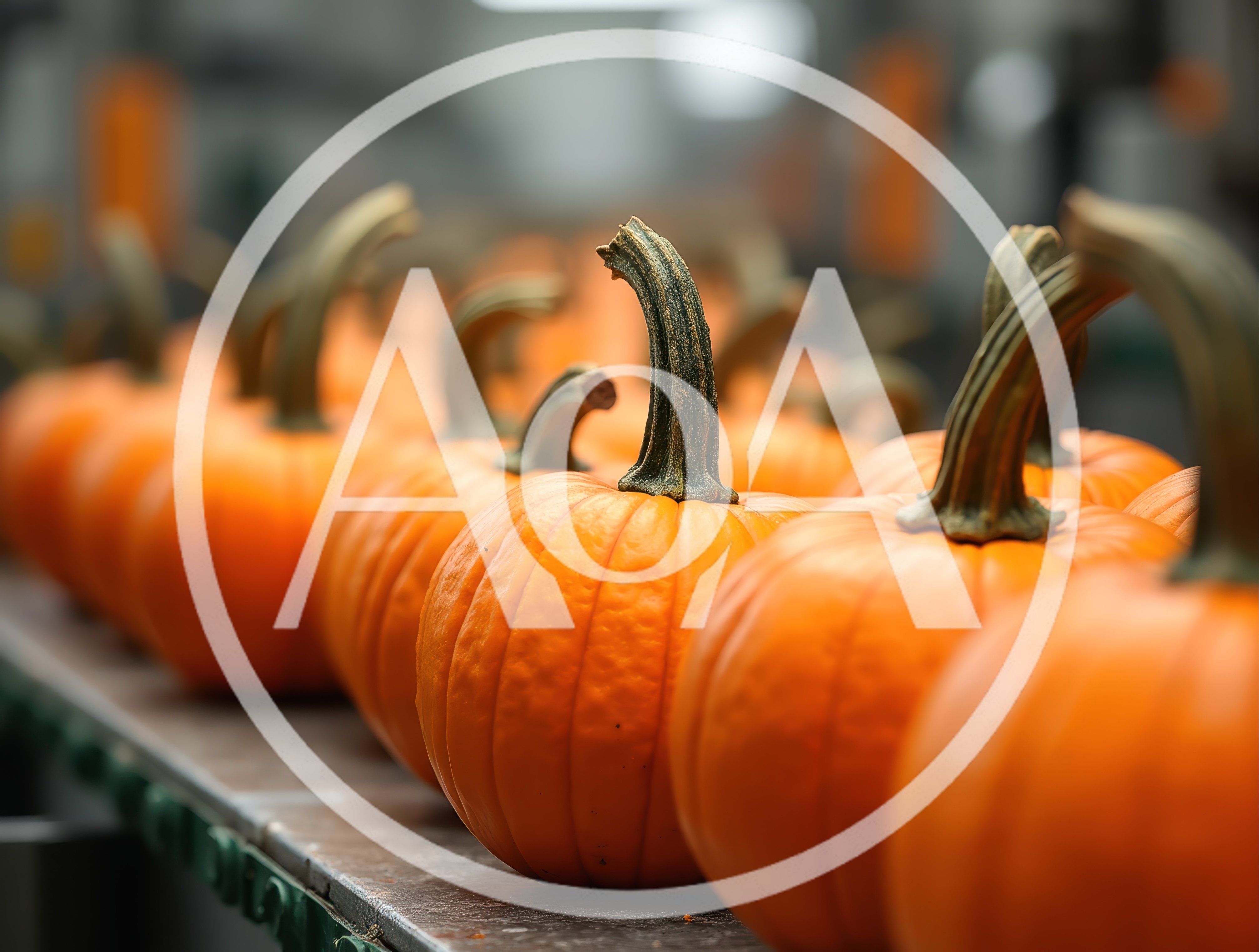 Fresh Orange Pumpkins Moving Along Industrial Conveyor Belt