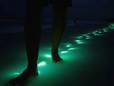 Person Walking On Bioluminescent Beach At Night