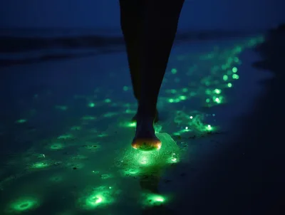 Person Walking On Bioluminescent Beach At Night