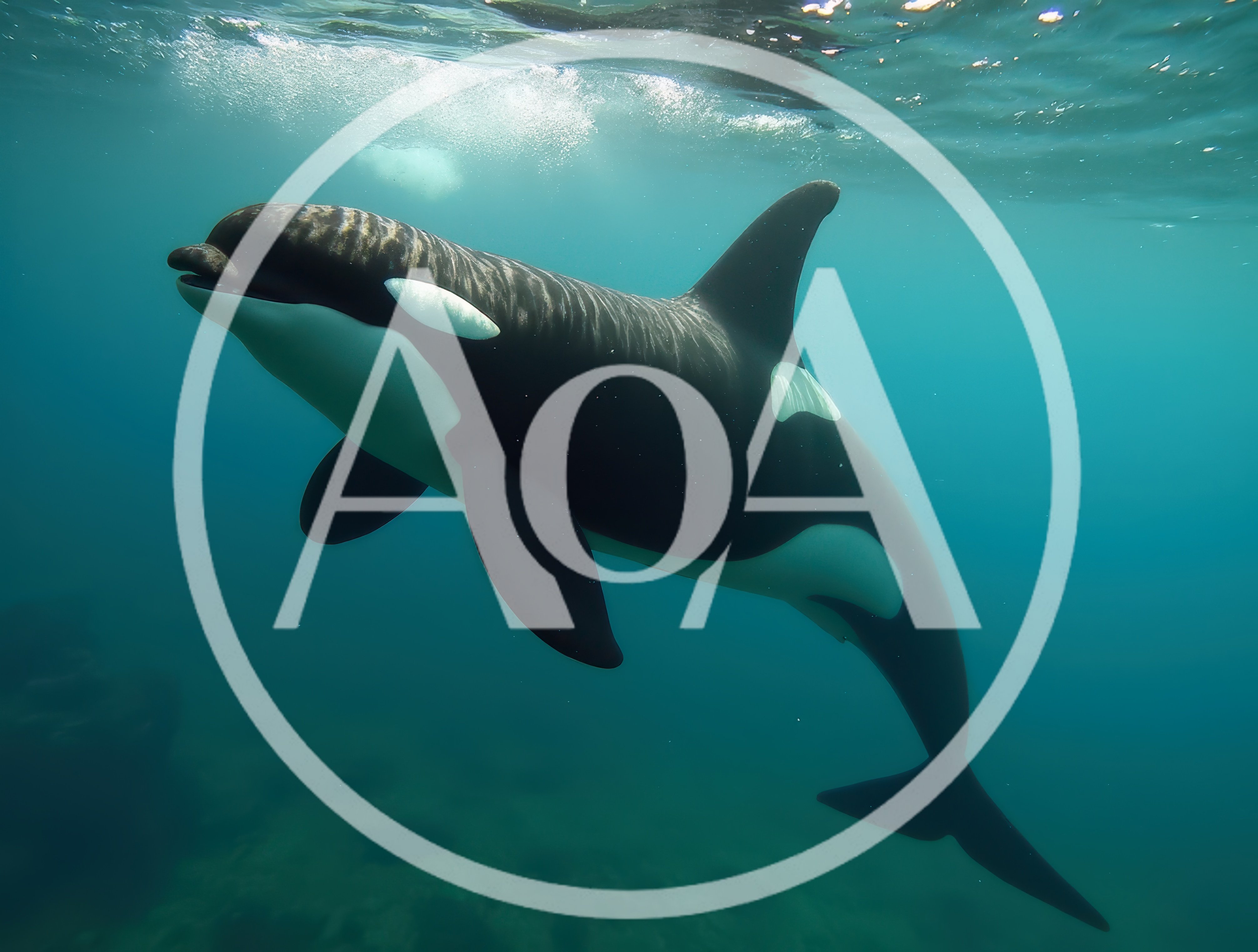 Orca Whale Swimming Underwater In The Ocean
