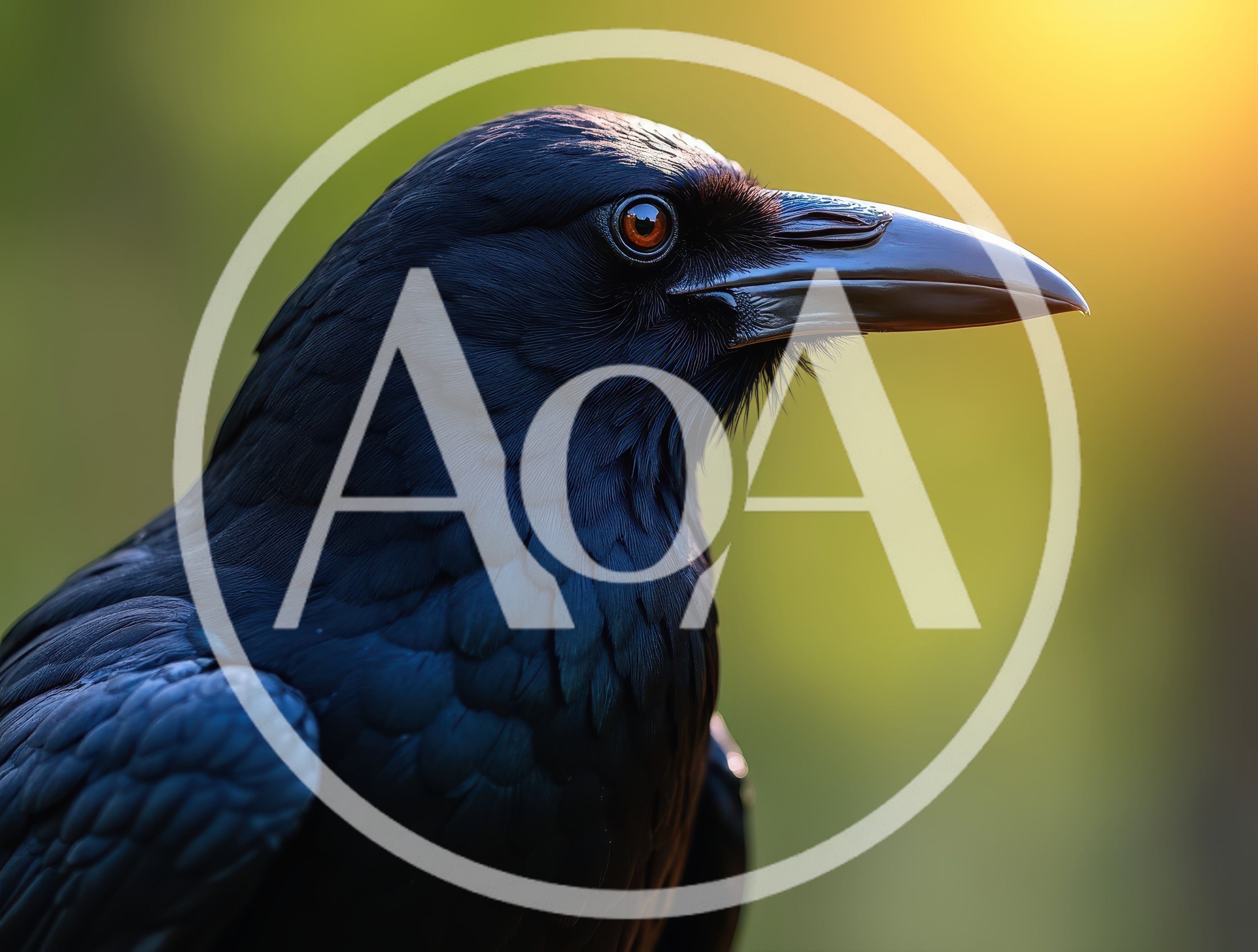 Close Up Portrait Of A Common Raven