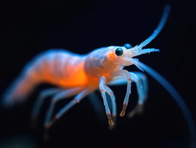 Bioluminescent Deep Sea Shrimp Floating In Dark Water