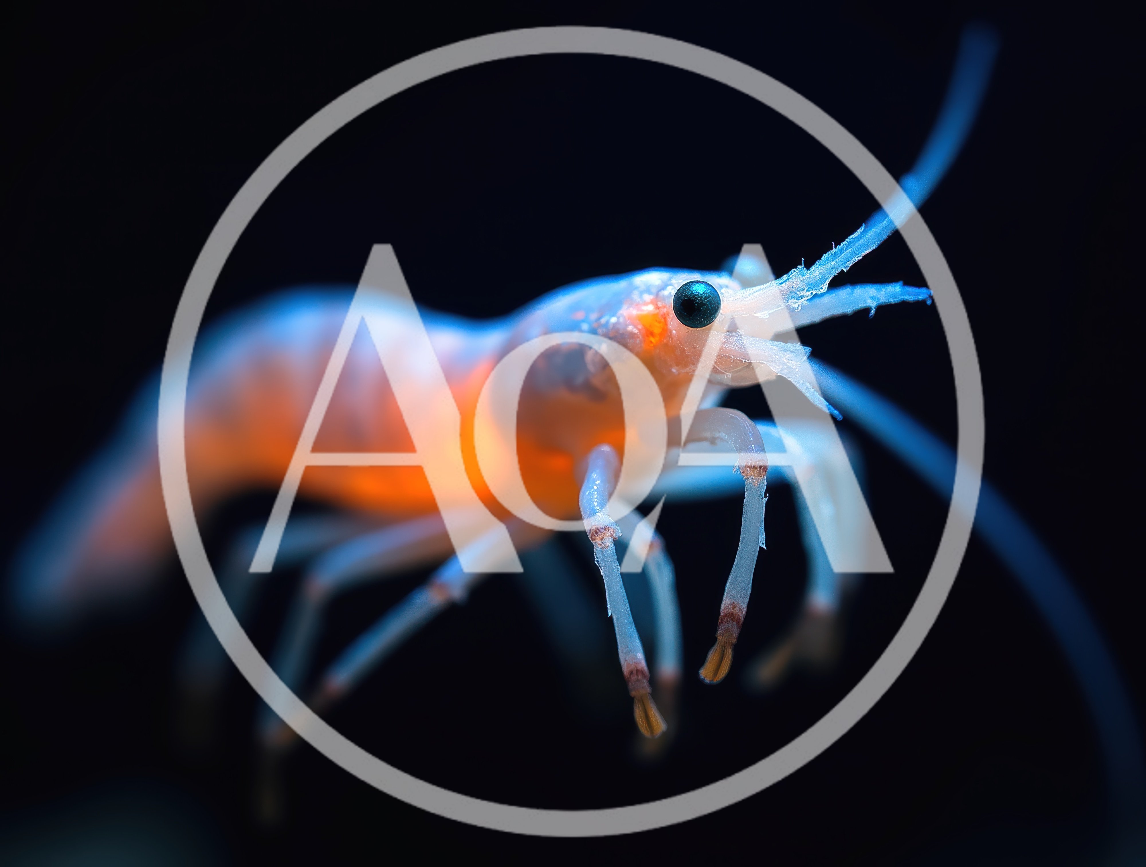 Bioluminescent Deep Sea Shrimp Floating In Dark Water