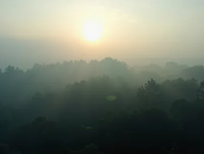 Misty Forest Landscape at Sunrise