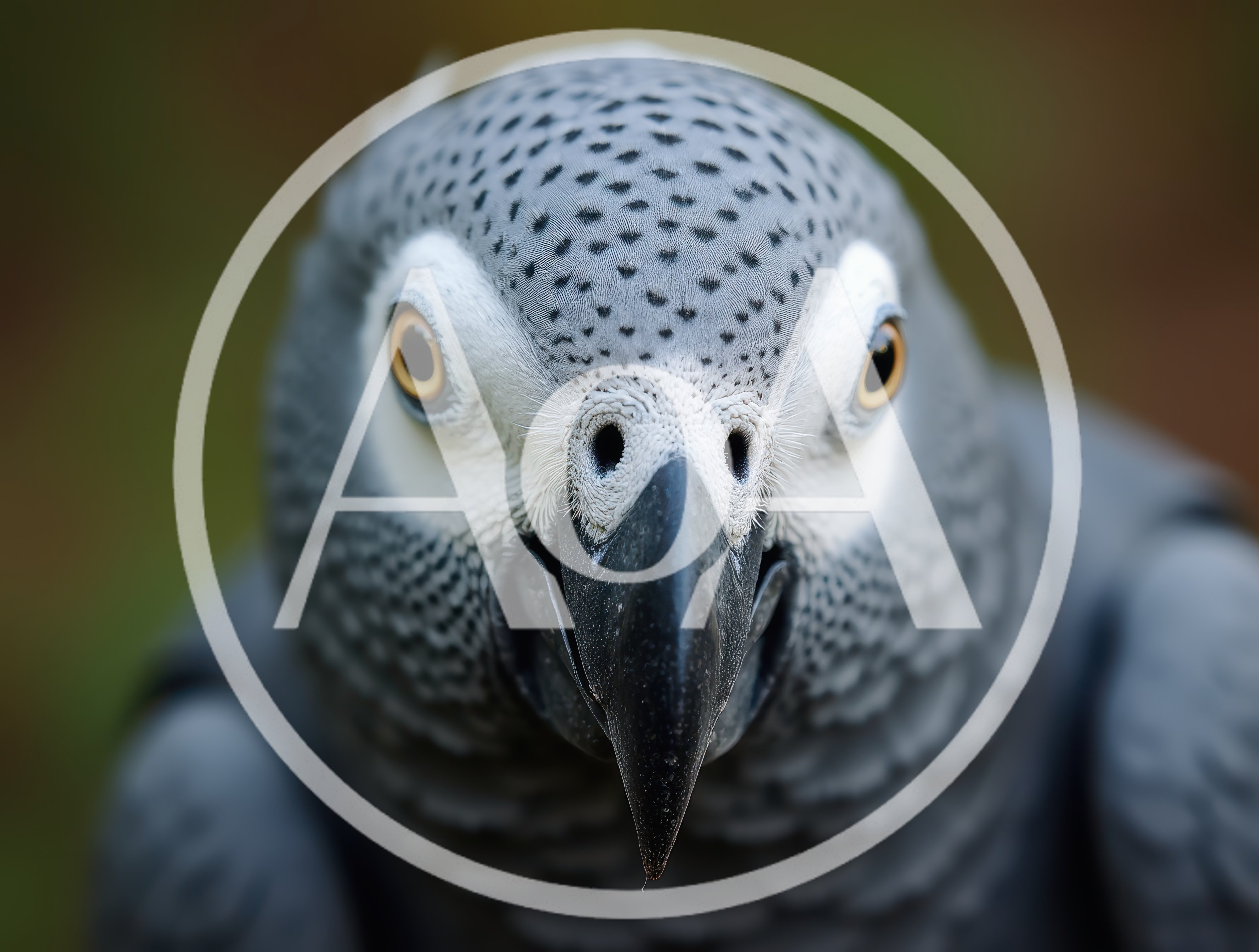 Close Up Portrait Of An African Grey Parrot