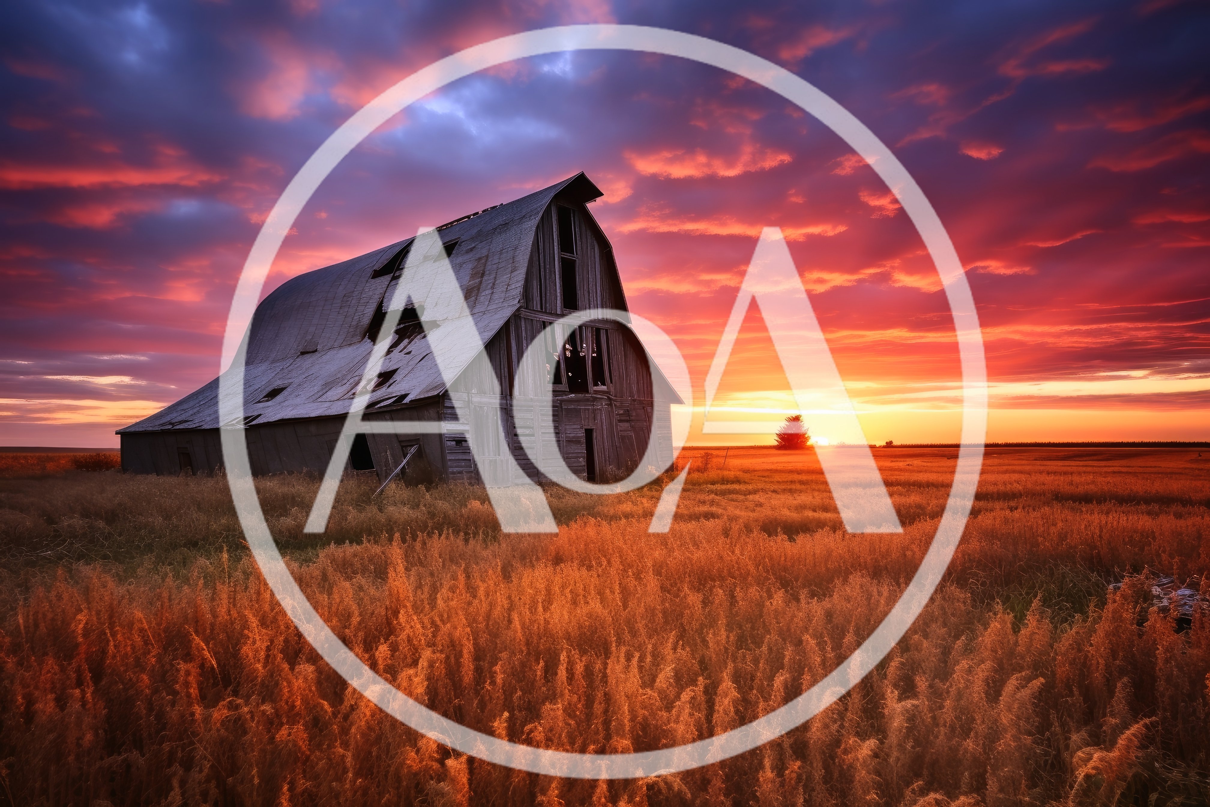 Dilapidated Wooden Barn In A Golden Wheat Field