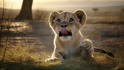 Cute Lion Cub Resting In The African Savanna