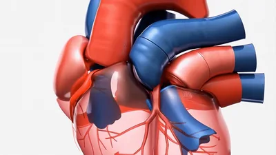 3D Animation Of A Beating Human Heart