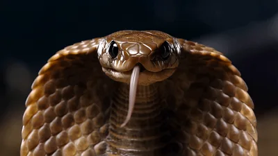 Close Up Of A Cobra Snake Flicking Its Tongue