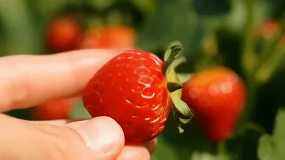 Hand Holding Fresh Ripe Strawberry In Sunny Garden