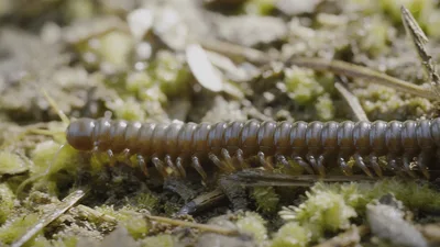 Millipede Crawling Slowly Over Mossy Forest Floor