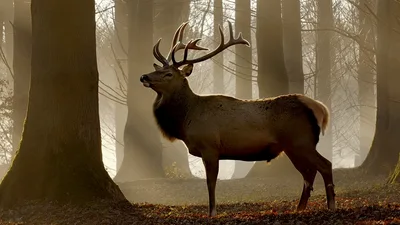 Majestic Red Deer Stag Standing In Misty Forest