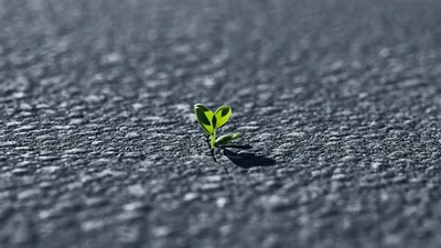 Small Green Sprout Growing Through Asphalt Crack