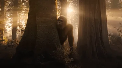Gorilla Peeking From Behind A Large Redwood Tree