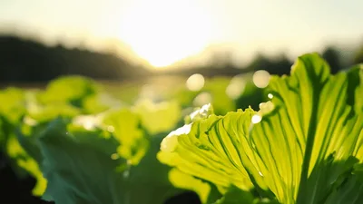Green Lettuce Growing In A Sunny Field