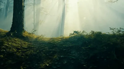 Sunlight Beams Filtering Through A Misty Forest Floor