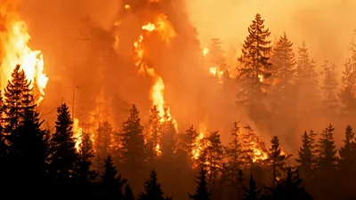 Intense Forest Fire Burning Through Dense Coniferous Trees